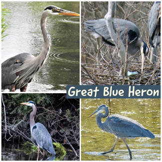Great Blue Heron